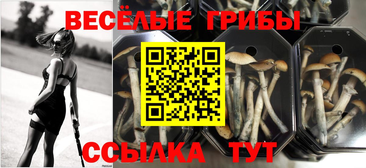 Галлюциногенные грибы ЛСД  Вход с VPN  Удомля  Псилоцибиновые грибы ЛСД 